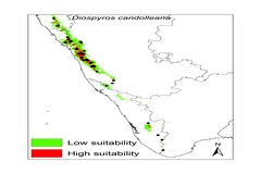 Diospyros candolleana